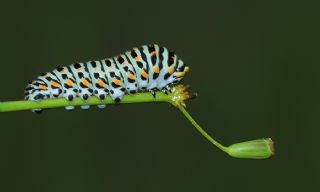 Kaplan Krlangkuyruk (Papilio alexanor)