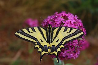 Kaplan K�rlang��kuyruk&nbsp;(Papilio&nbsp;alexanor)