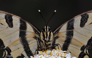 Kaplan Krlangkuyruk (Papilio alexanor)