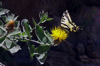 Kaplan K�rlang��kuyruk&nbsp;(Papilio&nbsp;alexanor)