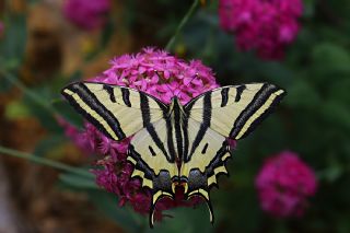 Kaplan K�rlang��kuyruk&nbsp;(Papilio&nbsp;alexanor)