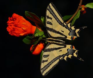 Kaplan Krlangkuyruk (Papilio alexanor)
