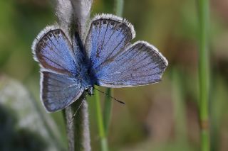 okgzl Yalanc Eros (Polyommatus eroides)