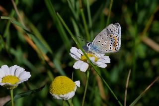 okgzl Yalanc Eros (Polyommatus eroides)