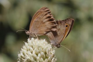 Yalanc Esmerperi (Hyponephele lycaonoides)