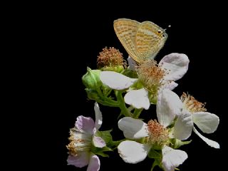 Lampides (Lampides boeticus)