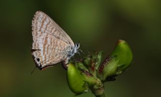 Lampides (Lampides boeticus)