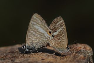 Lampides (Lampides boeticus)