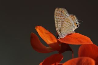 Lampides (Lampides boeticus)