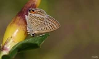 Lampides&nbsp;(Lampides&nbsp;boeticus)