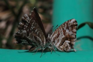 Sardunya Zebras, Geranyum Bronzu (Cacyreus marshalli)