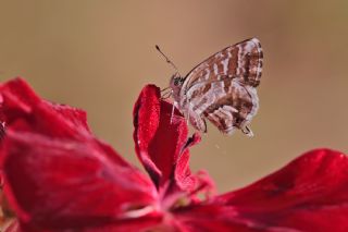 Sardunya Zebras, Geranyum Bronzu (Cacyreus marshalli)