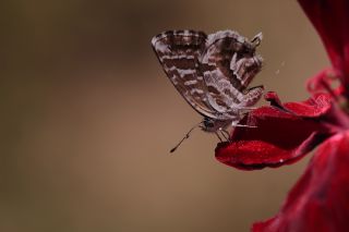 Sardunya Zebras, Geranyum Bronzu (Cacyreus marshalli)