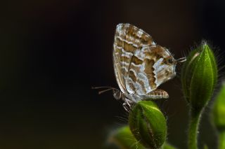 Sardunya Zebras, Geranyum Bronzu (Cacyreus marshalli)