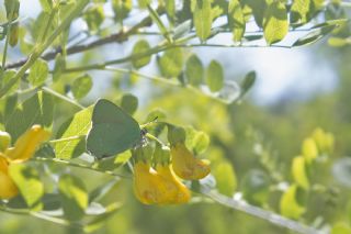 Byk Zmrt (Callophrys herculeana)