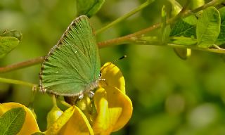 Byk Zmrt (Callophrys herculeana)