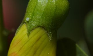 Byk Zmrt (Callophrys herculeana)