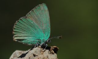 Byk Zmrt (Callophrys herculeana)