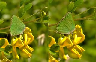 Byk Zmrt (Callophrys herculeana)