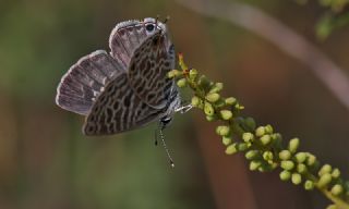Mavi Zebra (Leptotes pirithous)