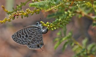 Mavi Zebra (Leptotes pirithous)