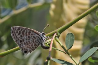 Mavi Zebra (Leptotes pirithous)