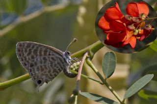 Mavi Zebra (Leptotes pirithous)