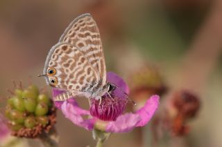 Mavi Zebra (Leptotes pirithous)