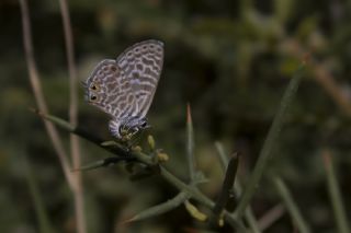 Mavi Zebra (Leptotes pirithous)