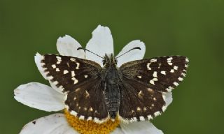 Ege Zpzp (Pyrgus melotis)