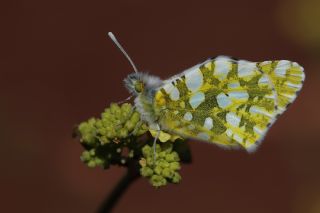 Da� Oykl�s��&nbsp;(Euchloe&nbsp;ausonia)