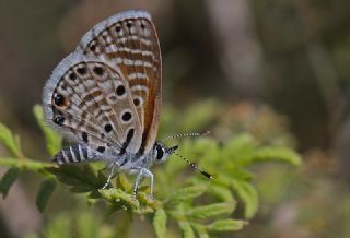 Afrika Babul Mavisi (Azanus jesous)