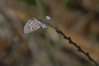 Afrika Babul Mavisi (Azanus jesous)