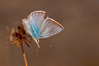 Ali Balinin okgzls (Polyommatus alibalii)