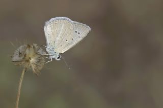 Ali Balinin okgzls (Polyommatus alibalii)