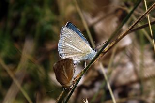 Ali Bali�nin �okg�zl�s�&nbsp;(Polyommatus&nbsp;alibalii)