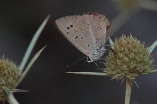 Ali Balinin okgzls (Polyommatus alibalii)