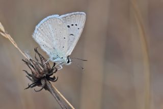 Ali Balinin okgzls (Polyommatus alibalii)