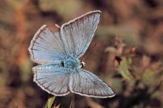 Ali Balinin okgzls (Polyommatus alibalii)