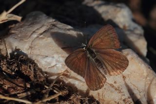 Ali Balinin okgzls (Polyommatus alibalii)