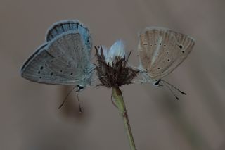 Ali Balinin okgzls (Polyommatus alibalii)