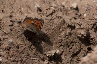 Karaaa Nimfalisi (Inachis polychloros)