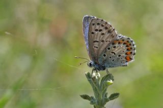 Bavius Mavisi (Pseudophilotes bavius)