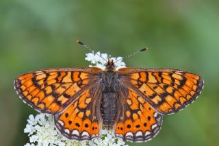 Nazuum (Euphydryas aurinia)