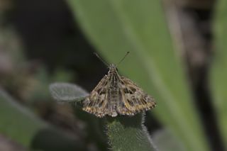 Hatmi Zpzp (Carcharodus alceae)