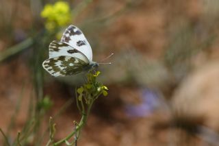 Yeni Beneklimelek (Pontia edusa)