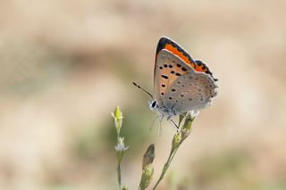 Da Atei (Lycaena thetis)