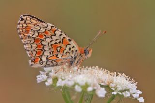 Benekli Byk parhan (Melitaea phoebe)