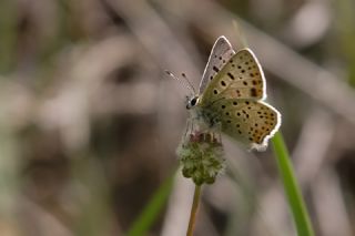 sli Bakr Gzeli (Lycaena tityrus)