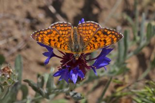 Benekli Byk parhan (Melitaea phoebe)